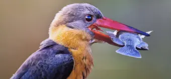 Photography for a cause: How wildlife photography inspires support for nature