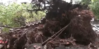 ভারী বৃষ্টিতে মুম্বইয়ের চার্জগেটে উপড়ে পড়ল গাছ, ক্ষতিগ্রস্ত একটি গাড়ি