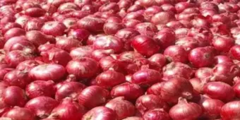 Onion Prices Blow Household Budgets, Retail Rates Rise to Rs. 70 per Kg