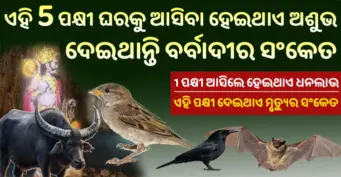 Vastu Tips- ଯଦି ଘରକୁ ଆସେ ଏହି 1 ପକ୍ଷୀ ତ ହେଇଥାଏ ଆଶୁଭ, ତୁରନ୍ତ ଉଡେଇ ଦିଅନ୍ତୁ, ଏହି ପକ୍ଷୀ ଆସିବା ହେଇଥାଏ ଶୁଭ