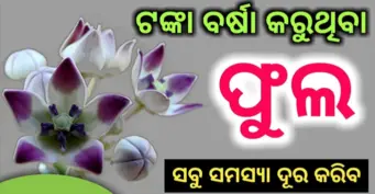 ଫୁଲର ଏହି ସହଜ ଉପାୟ ଆପଣଙ୍କ ଘରେ କରିବ ଟଙ୍କା ବର୍ଷା