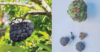 ಹವಾಮಾನ ವೈಪರೀತ್ಯಕ್ಕೆ ಸೀತಾಫಲ ಬೆಳೆ ಹೈರಾಣು: ಕಂದು ಬಣ್ಣಕ್ಕೆ ತಿರುಗಿ ಕೊಳೆತು ಉದುರುತ್ತಿರುವ ಹಣ್ಣುಗಳು