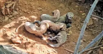 Madhya Pradesh Sanctuary Celebrates Milestone Birth As Wild Cheetah Population Touches Sixty