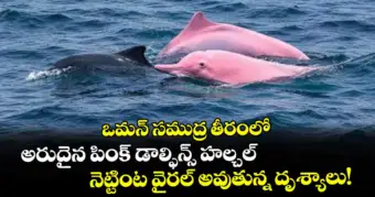 ఒమన్ సముద్ర తీరంలో అరుదైన పింక్ డాల్ఫిన్స్ హల్చల్: నెట్టింట వైరల్ అవుతున్న దృశ్యాలు!