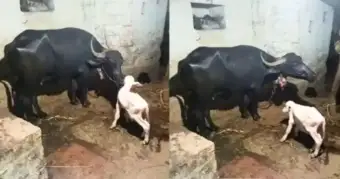 இது எப்படி? கறுப்பு எருமைக்கு பிறந்த வெள்ளை நிற கன்றுக்குட்டி...!  அதிசயத்தை பார்க்க குவியும் கிராம மக்கள்..!!!!