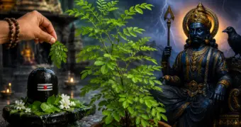 सावन में घर लाने वाले हैं शमी का पौधा? पहले जान लें वो राज, जिसे जानकर आप भी चौंक जाएंगे!