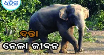 ଘର ସାମ୍ନାରେ ଯୁବକଙ୍କୁ ଦଳି ଦେଲା ହାତୀ
