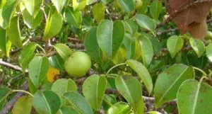 Deadly tree that can harm you even in rain