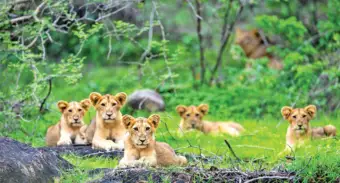 Barda lion habitat gets separate forest adminPorbandar Forest Division reorganised to strengthen conservation efforts