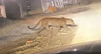 Leopard pugmarks found near Sanand's Moti DevtiDog's carcass found nearby; forest dept deploys cage, intensifies surveillance