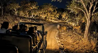 Asia's first night safari to come  up in DeesaGujarat Forest Department's Rs 542-crore project in Banaskantha to house 2,700 animals across native, African and Australian desert ecosystems