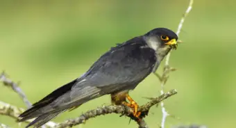 Nagaland: Doyang wildlife division warns against Amur Falcon hunting as migratory birds arrive