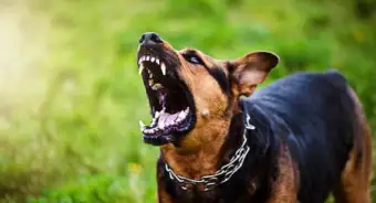 Rabies Treatment : కుక్క కరిస్తే నిర్లక్ష్యం చేయొద్దు.. రేబీస్ లక్షణాలు వచ్చాక బతికే అవకాశాలు తక్కువ, ఈ జాగ్రత్తలు తీసుకోండి