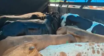 Meghalaya: Hills Farmers' Union seeks SIT probe into alleged illegal livestock transport collections