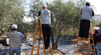 'Ominous start' to West Bank olive harvest amid settler attacks