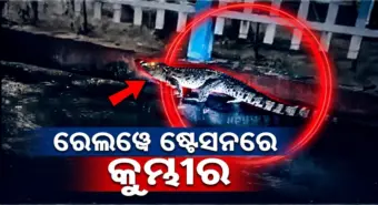 ଟ୍ରେନ ପୂର୍ବରୁ ପ୍ଲାଟଫର୍ମକୁ ଆସିଲା କୁମ୍ଭୀର; ଅନିମନ୍ତ୍ରିତ ଅତିଥିକୁ ଦେଖି ଛାନିଆ ଯାତ୍ରୀ