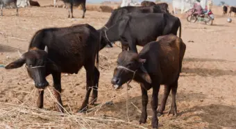 Super El Nino: The next inflation shock may begin in India's fodder fields