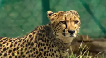 Despite Treatment, Namibian Cheetah Dies in Madhya Pradesh's Kuno
