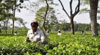 India's Food Regulator Proposes New Pesticide Residue Limits for Two Insecticides in Tea for Exports