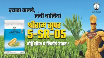 तेज हवा-बारिश में गिरती है गेहूँ की फसल? मजबूत कल्लों वाली यह किस्म देगी भरोसा