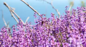 Gene-Edited Alfalfa Study Finds Drought Switch With No Yield Cost