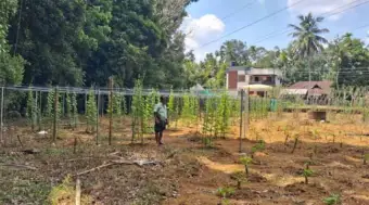 വിള ഇന്‍ഷുറന്‍സ് എടുത്തില്ല: പ്രളയജലമെത്തി കൃഷി മുഴുവന്‍ നശിപ്പിച്ചു: ലക്ഷങ്ങള്‍ വെള്ളത്തിലായ കര്‍ഷകര്‍ക്ക് നയാപൈസ നഷ്ടപരിഹാമില്ല