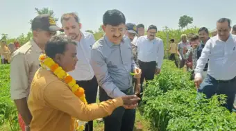 गुना कलेक्टर ने देखा ड्रिप-मल्चिंग से मिर्च की खेती का मॉडल