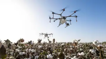 Illegal HTBt Cotton Covers Up to 30% of India's Cotton Area: Study