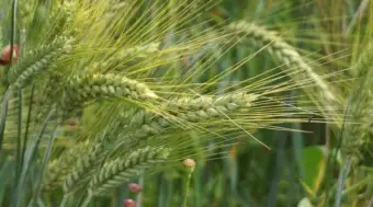 गेहूं की अच्छी पैदावार के लिए बुवाई से पहले करें ये जरूरी काम, जानें खाद और बीज का सही तरीका