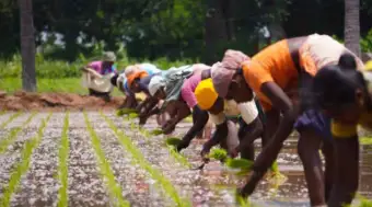 India Trims Foodgrain Target as Weak Monsoon and El Nino Squeeze Kharif Harvest