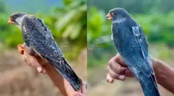 Satellite-tagged Amur Falcons return to Manipur after journey across 23 countries