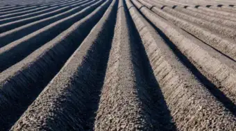 Rothamsted Study Finds Reduced Tillage Beats Mulching on Emissions