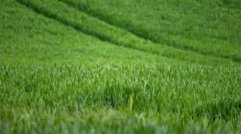 Progress Of Natural Farming Under The National Mission For Natural Farming