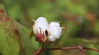 India Risks Losing Its Global Cotton Edge Without Next-Generation GM Technologies