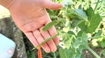 Schoolchildren Discover Pulses with FiBL