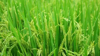 How to Control Green Leafhopper in Paddy