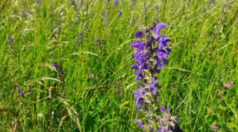 Food and Feed Omnibus proposal: FiBL Highlights Key Scientific Considerations