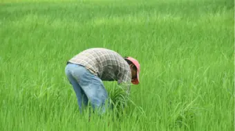 Progress In Generating Unique Digital Farmer IDS