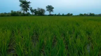 धान की फसल पर कीट-रोग का खतरा, कृषि विभाग ने जारी की एडवाइजरी