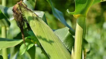 USDA Trims US Corn Outlook, Lifts Global Wheat Stocks in September Report