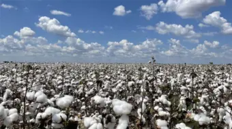 GM Crops: India's Policy Dilemma Amid a Rapidly Changing Global Agriculture Landscape