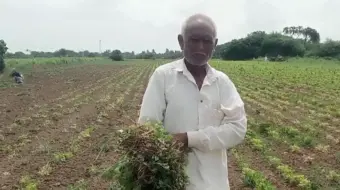 છ વિઘાની મગફળી ઉપર ખેડૂતે ટ્રેક્ટર ફેરવી દીધું
