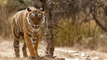 Man seriously injured by tiger after entering enclosure at British zoo