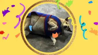 Late Gola wins Delhi's viral Fat Dog contest