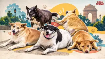 Why Delhi's Fat Dogs contest has dog lovers divided