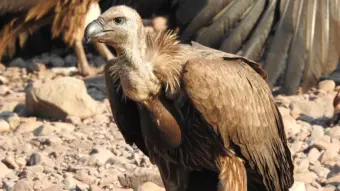 Captive-bred vulture completes 21 months in wild after release