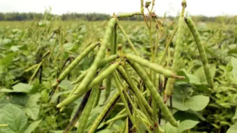Urad Dal Farming: किसानों को उड़द के बीज पर मिलेगी 50% सब्सिडी, ऐसे करें बुकिंग