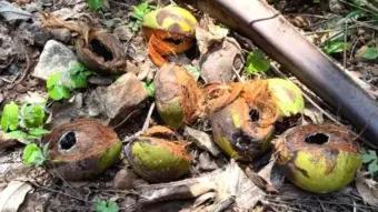 തേങ്ങയെല്ലാം കുരങ്ങുകള്‍ കൊണ്ടുപോകുന്നു; കണ്ണീരോടെ കര്‍ഷകര്‍