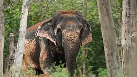 WORLD ELEPHANT DAY: VANTARA EXPANDS ITS ELEPHANT WELFARE OUTREACH ACROSS INDIA AND GLOBALLY