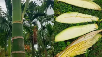 ತೋಟಕ್ಕೆ ನುಗ್ಗಿ 390 ಕ್ಕೂ ಹೆಚ್ಚು ಅಡಿಕೆ ಹೊಂಬಾಳೆ ಕದ್ದ ಕಳ್ಳರು